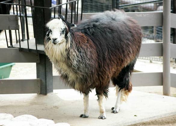 動物図鑑・アルパカ